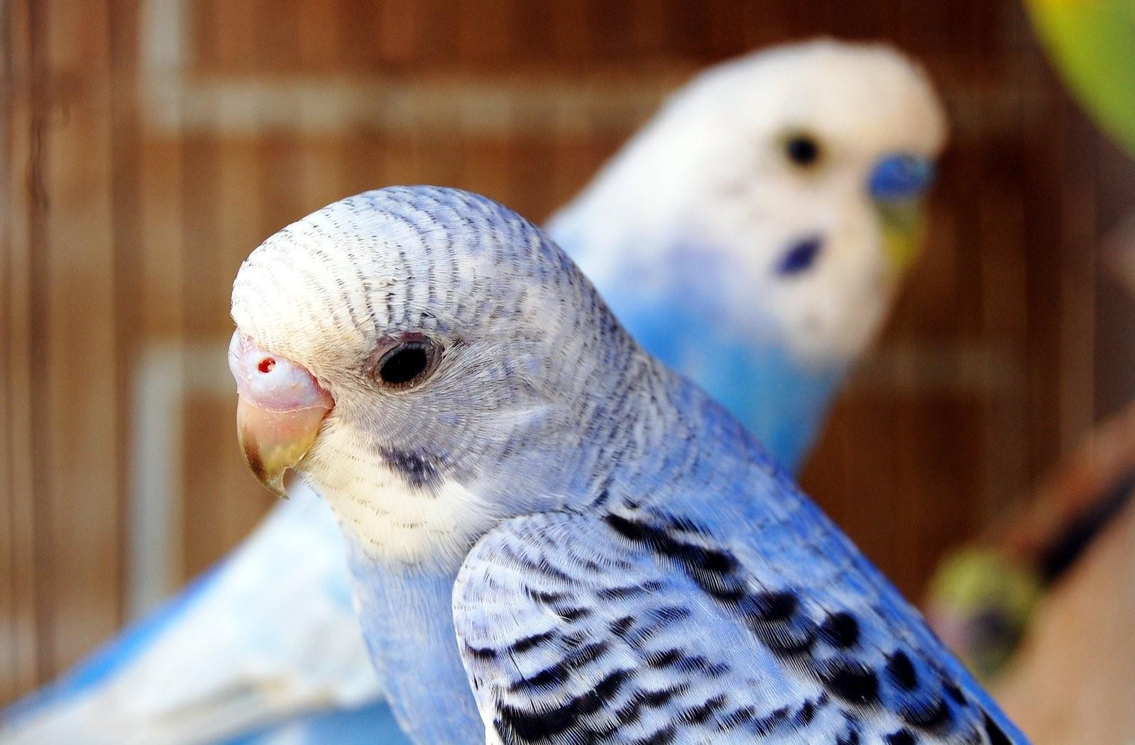 Сколько живут попугаи мальчики. Волнистые попугайчики альбиносы. Волнистый попугай альбинос. Молодые волнистые попугаи. Волнистый попугай маленький.