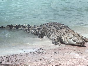 Морские крокодилы на Соломоновых островах