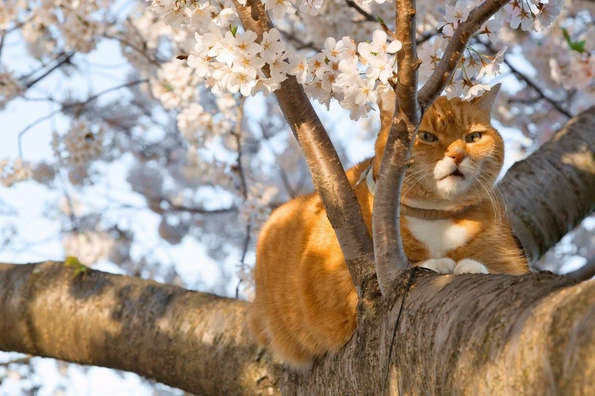 Весенние коты картинки