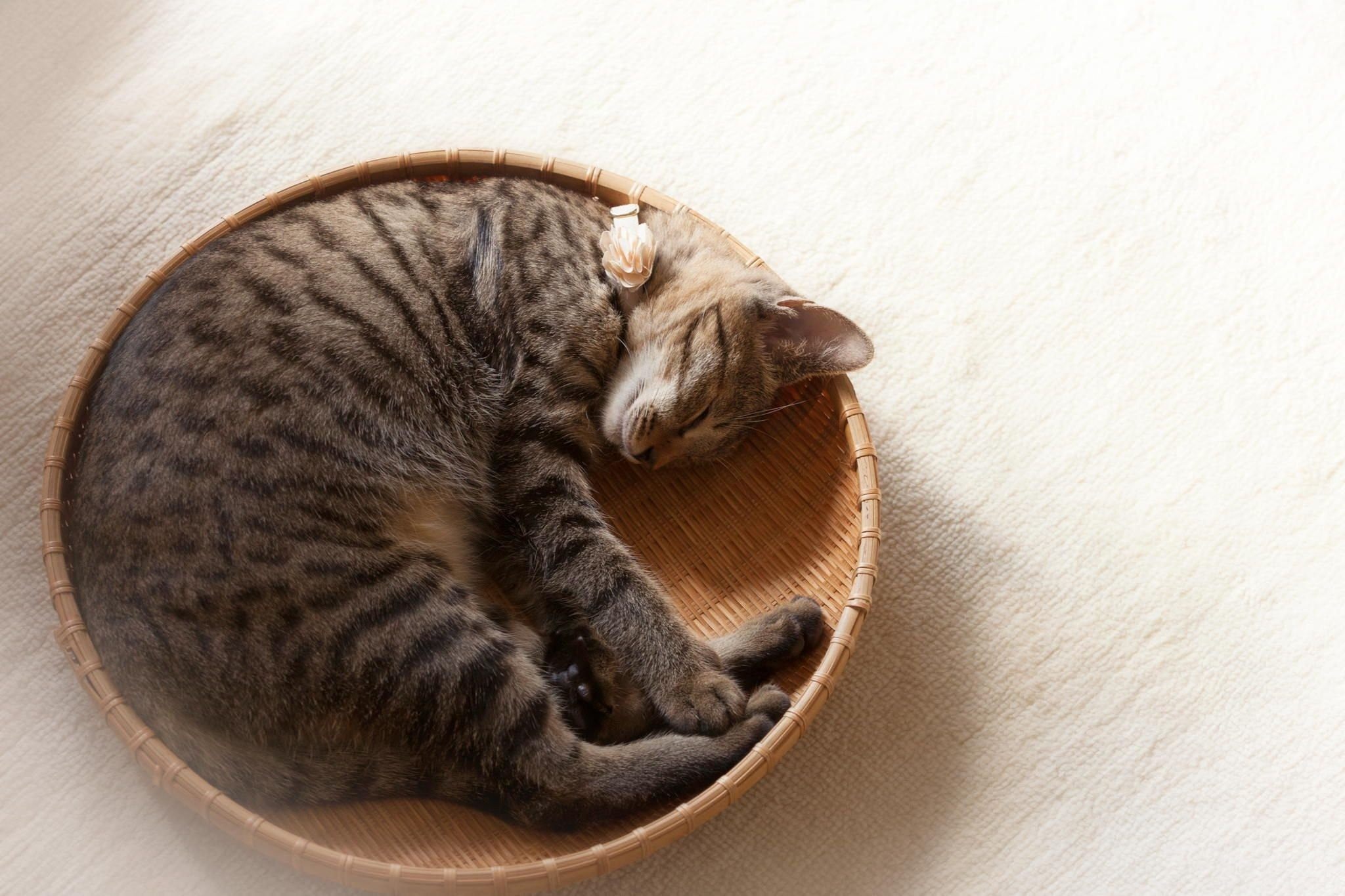 Почему животные спят свернувшись в клубок. Спящий кот. Кот лежит клубочком. Кошка свернулась клубочком.
