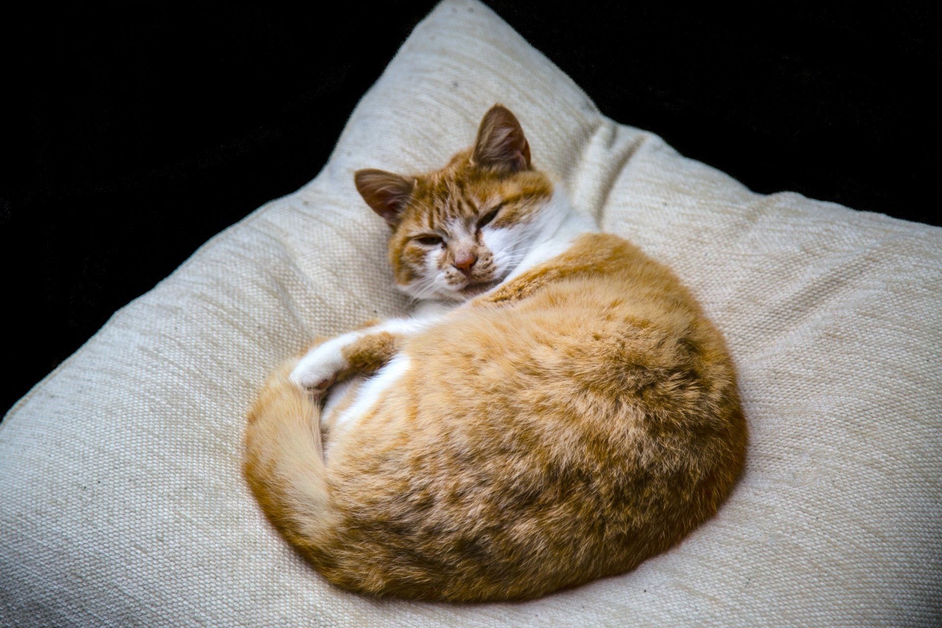 Почему животные спят клубком. Спящий кот. Лежачий кот. Спящие коты. Кошка лежит.