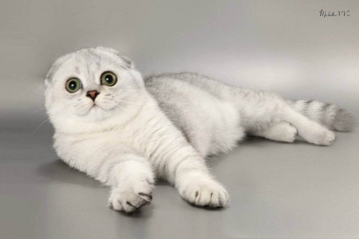 Фото белого вислоухого кота