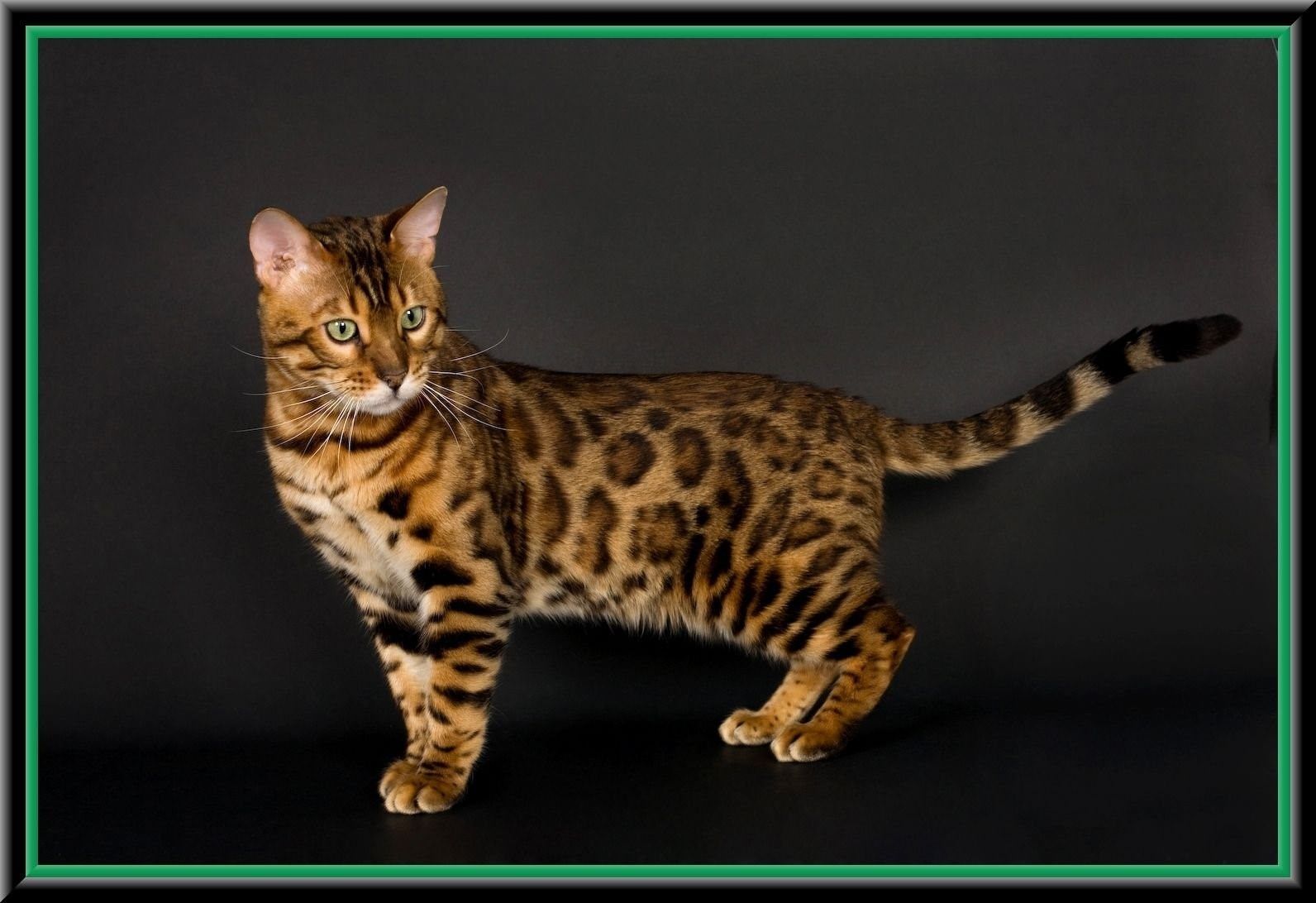 Бенгальский кот характеристика и особенности породы фото