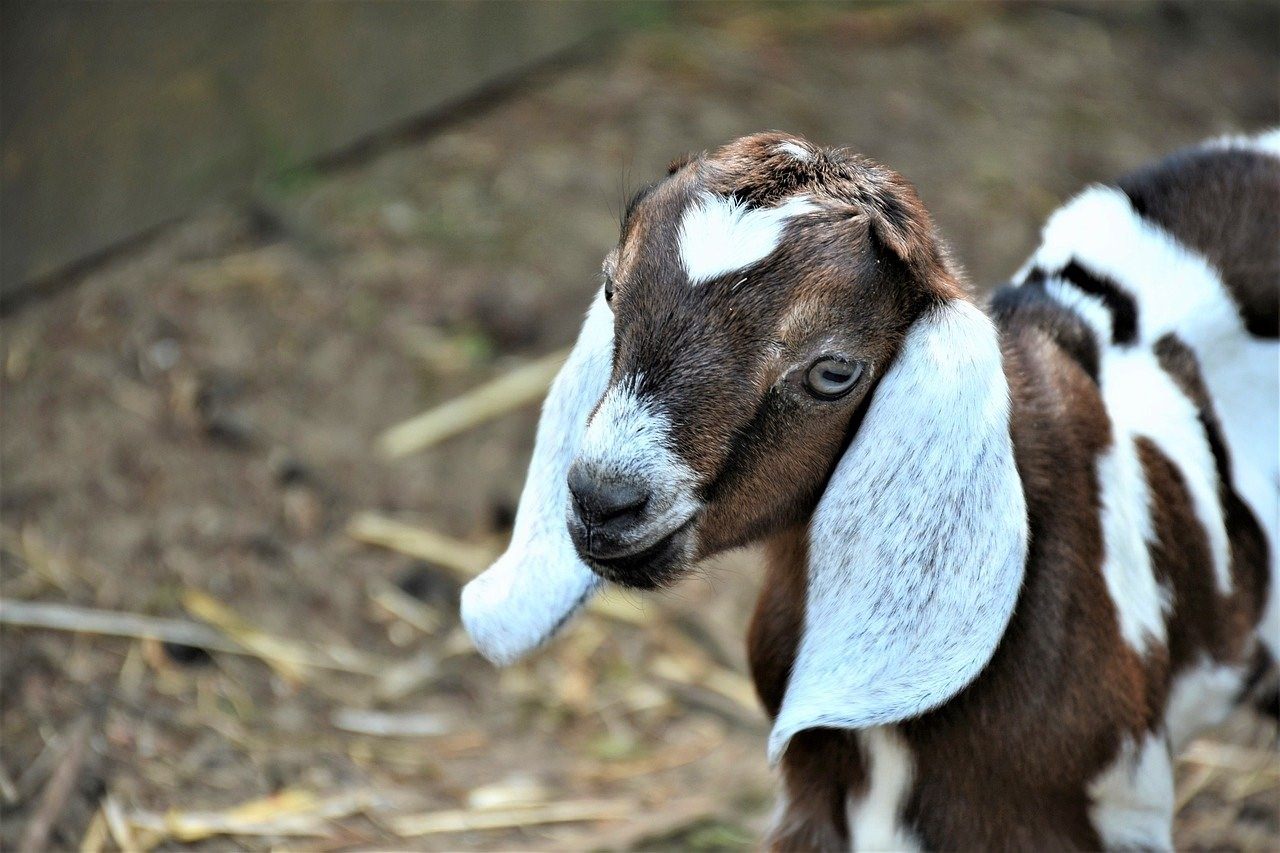 Порода коз с длинными висячими ушами фото и название