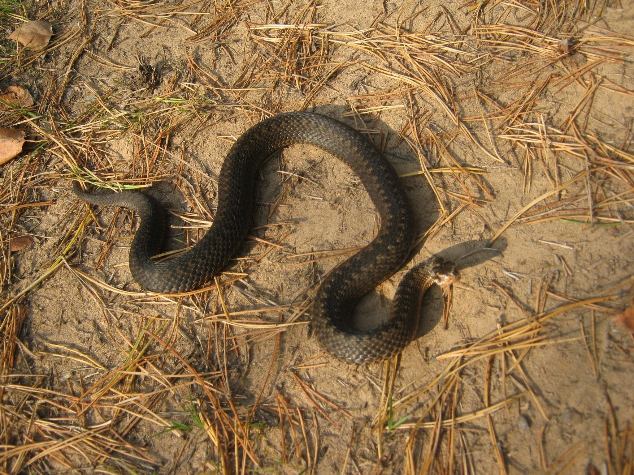 Какие змеи водятся в ульяновской области фото и названия