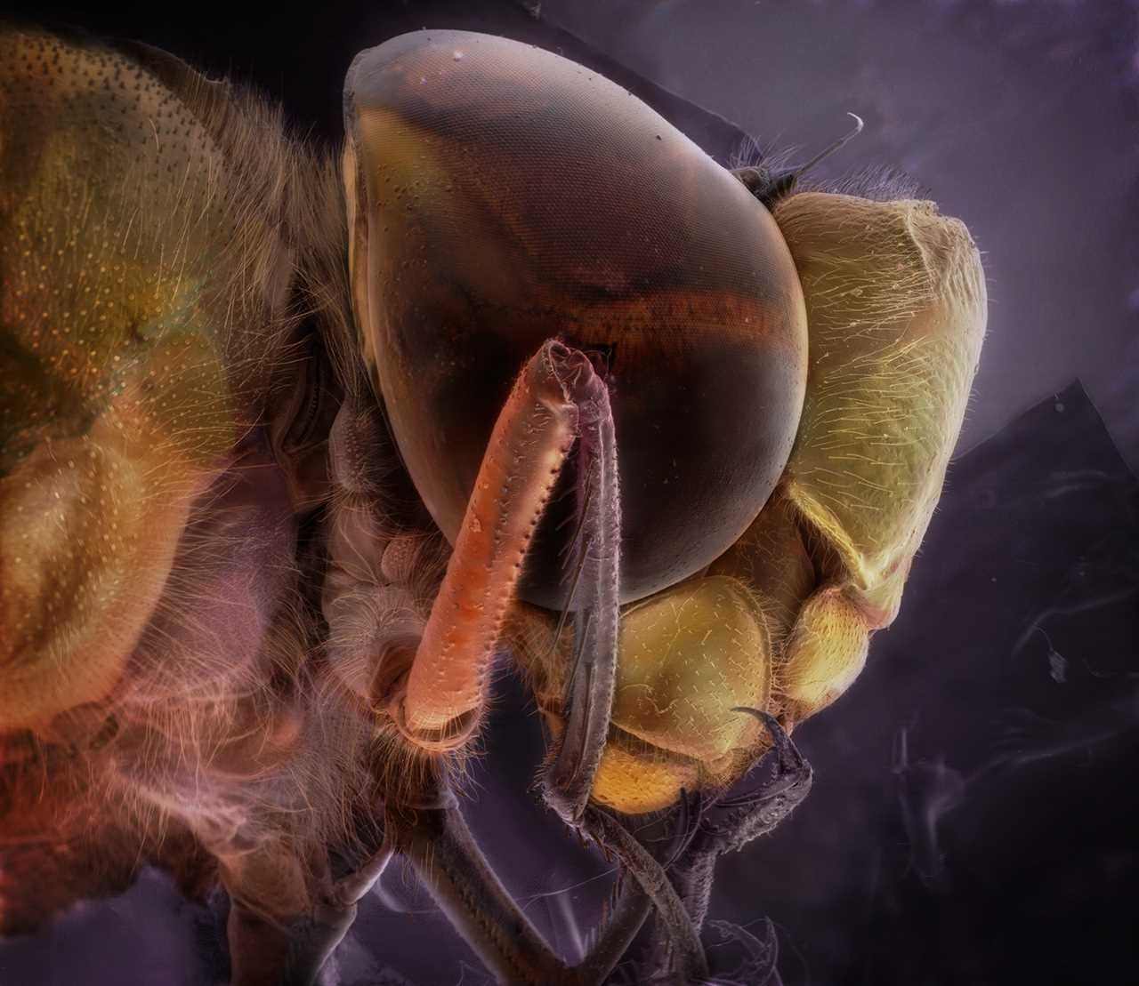Лапки муравья под микроскопом фото
