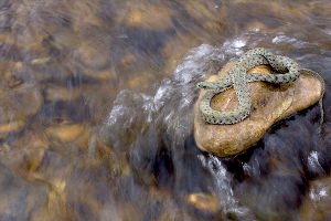 Астраханская водяная гадюка