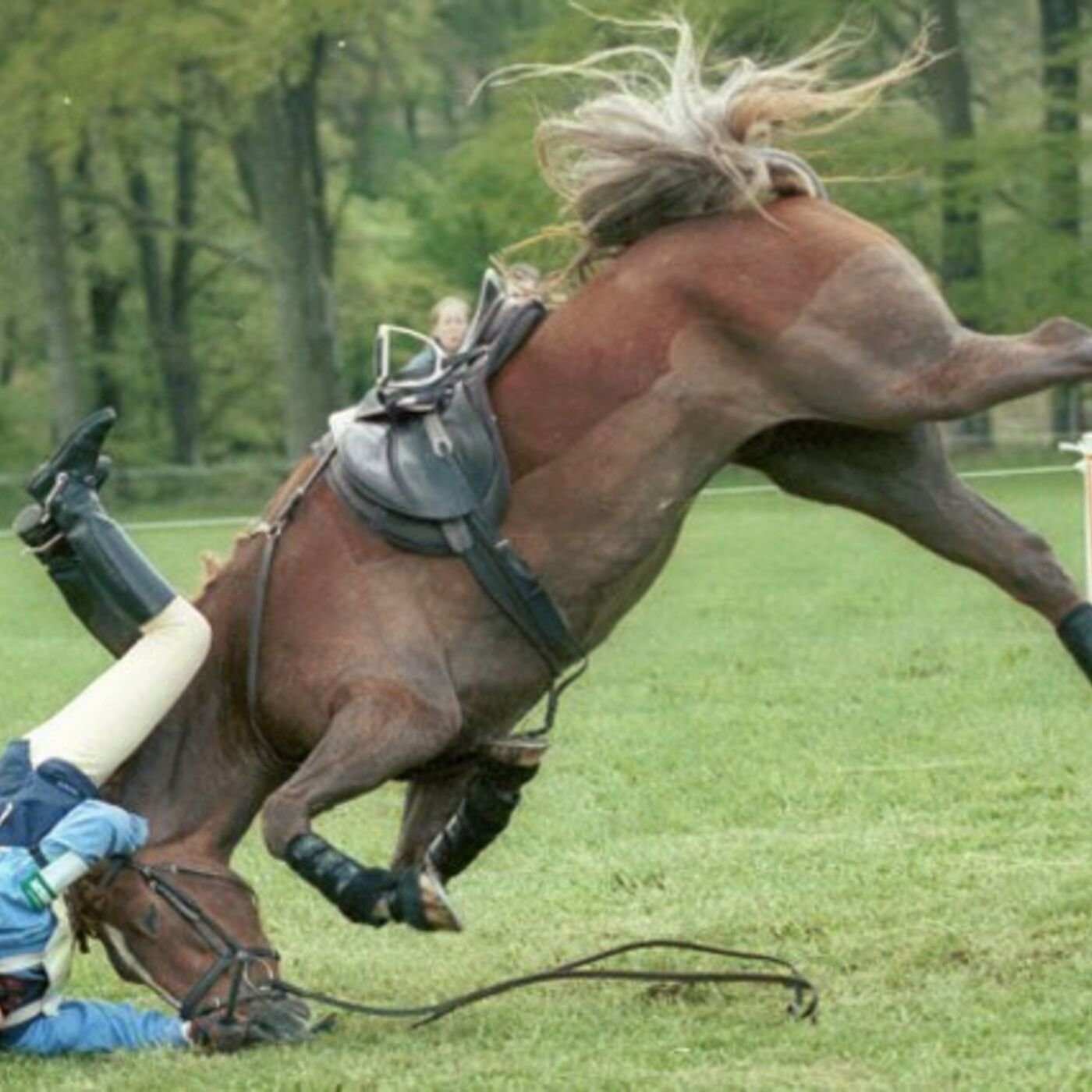 смешные реальные фото с лошадьми летом