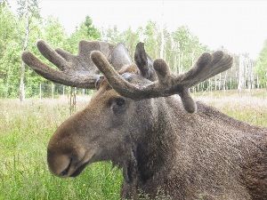 Лось без Рогов