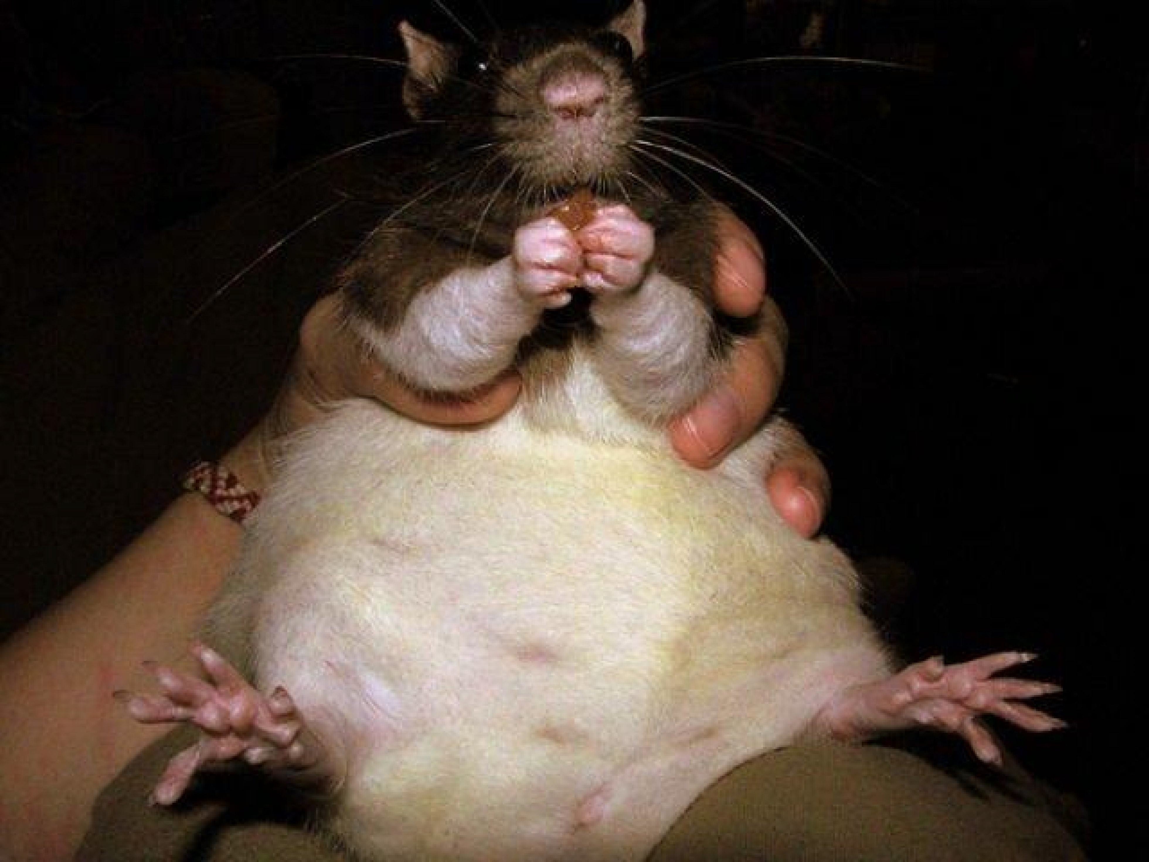 Жир мыши
