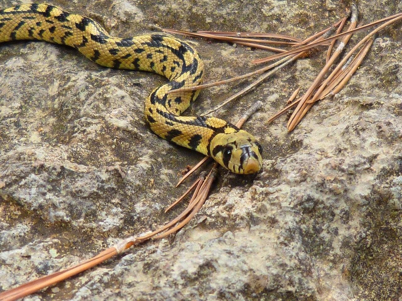 Что за змея с желтой полосой на голове фото