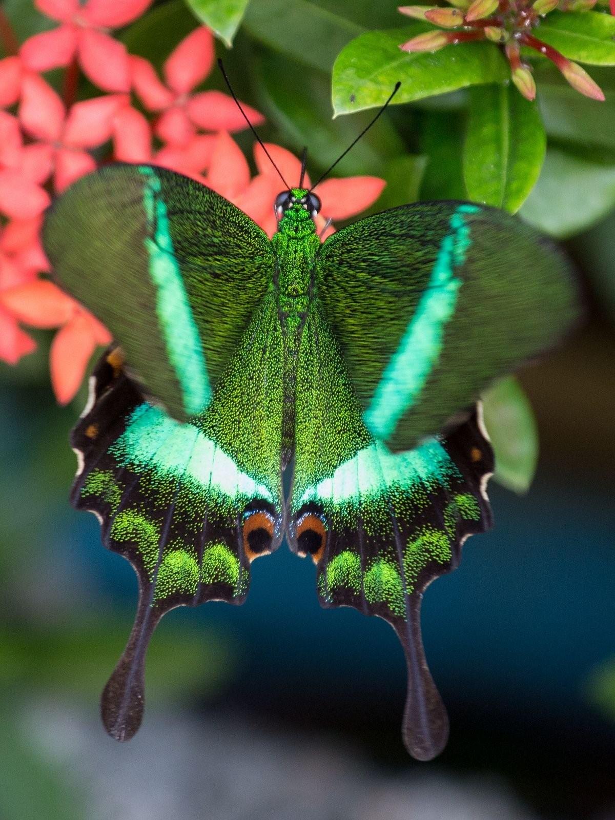 Желто зеленая бабочка. Papilio Palinurus бабочка. Парусник Палинур Papilio Palinurus. Бабочка парусник Палинур зелёная. Изумрудный Палинур.