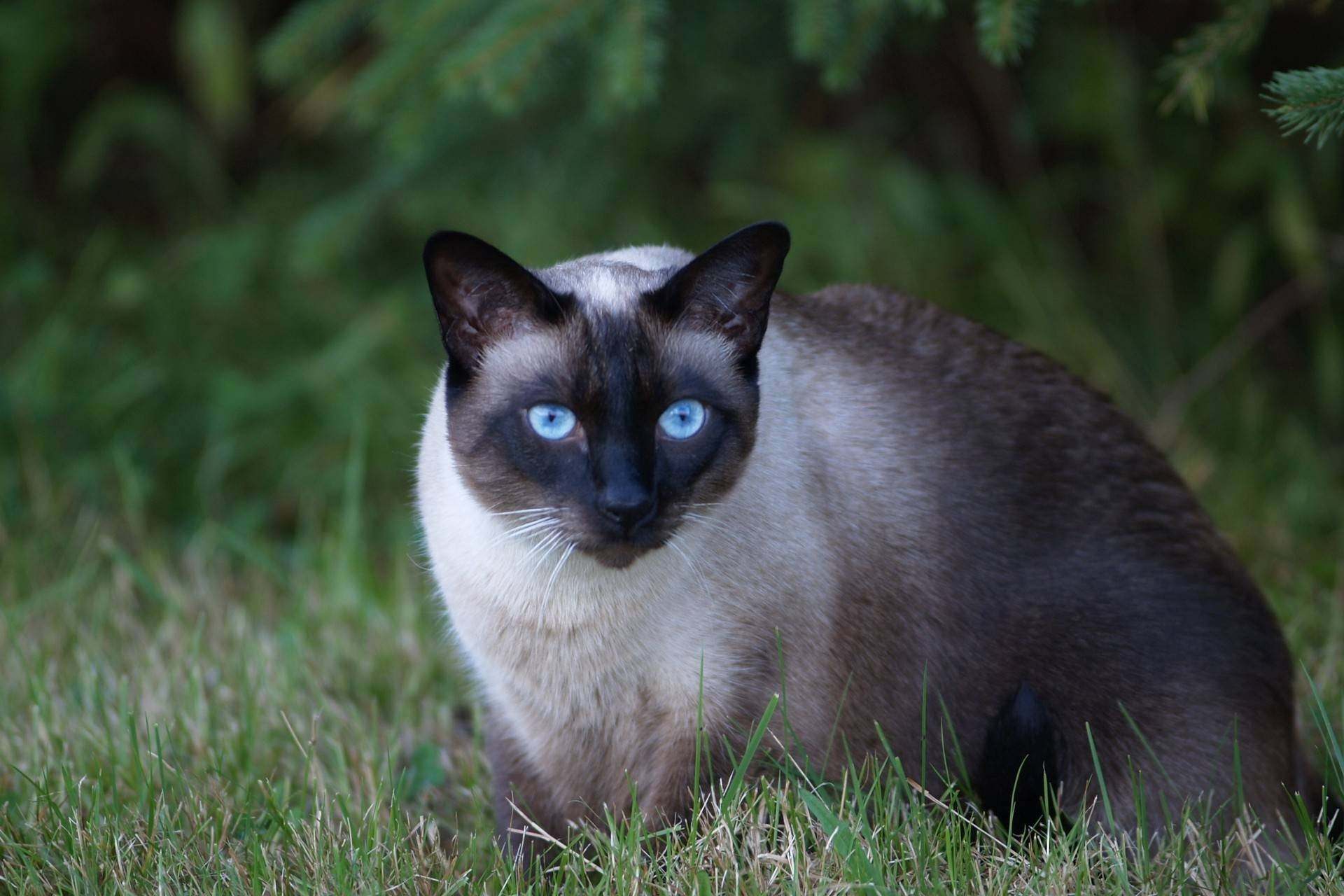 Фотографии сиамской кошки. Сиамская кошка. Кот сиамской породы. Сиамская кошка короткошерстная. Сиамский кот чистокровный.