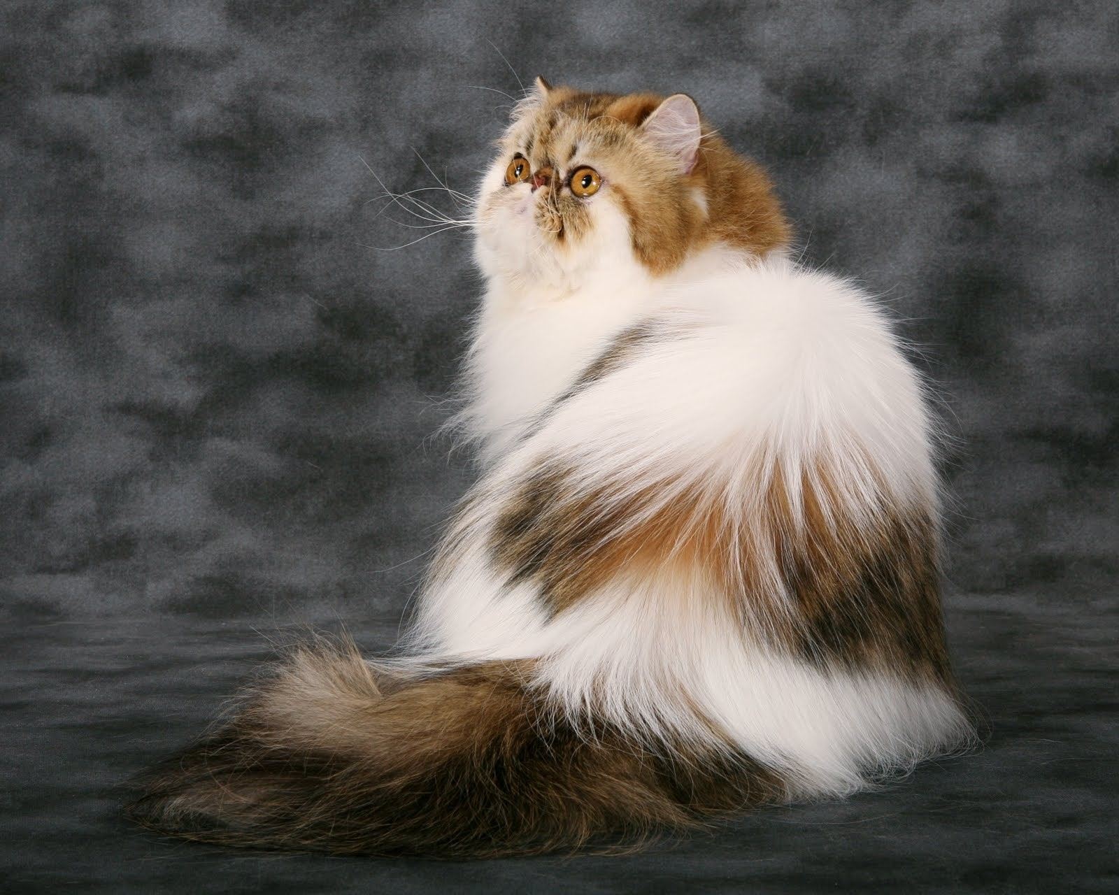 Породы пушистых кошек с фотографиями и названиями