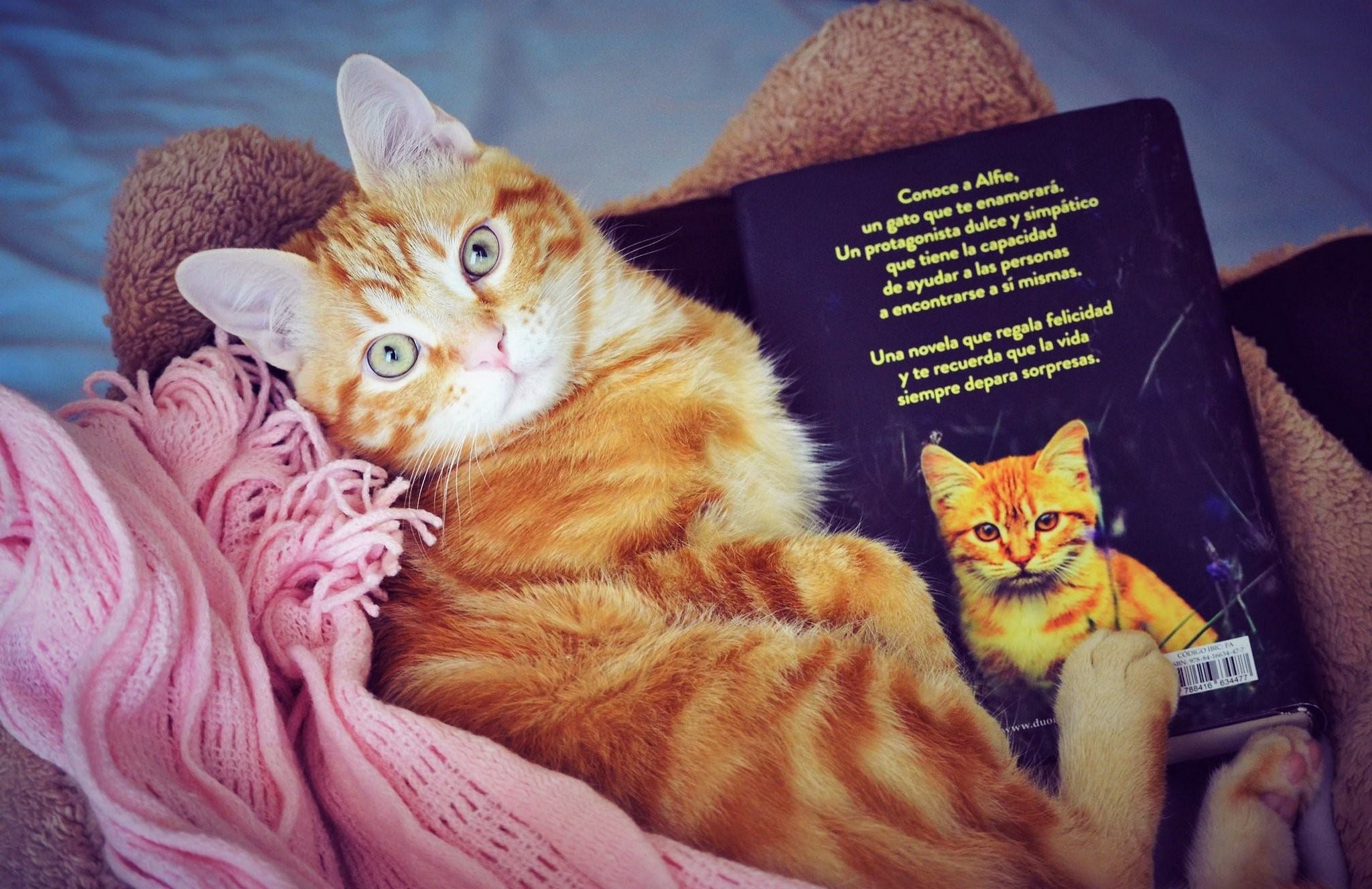 Читай про котиков. Книга котик. Кот с книгой. Котик рыжий с книжками. Рыжий котик с книгой.
