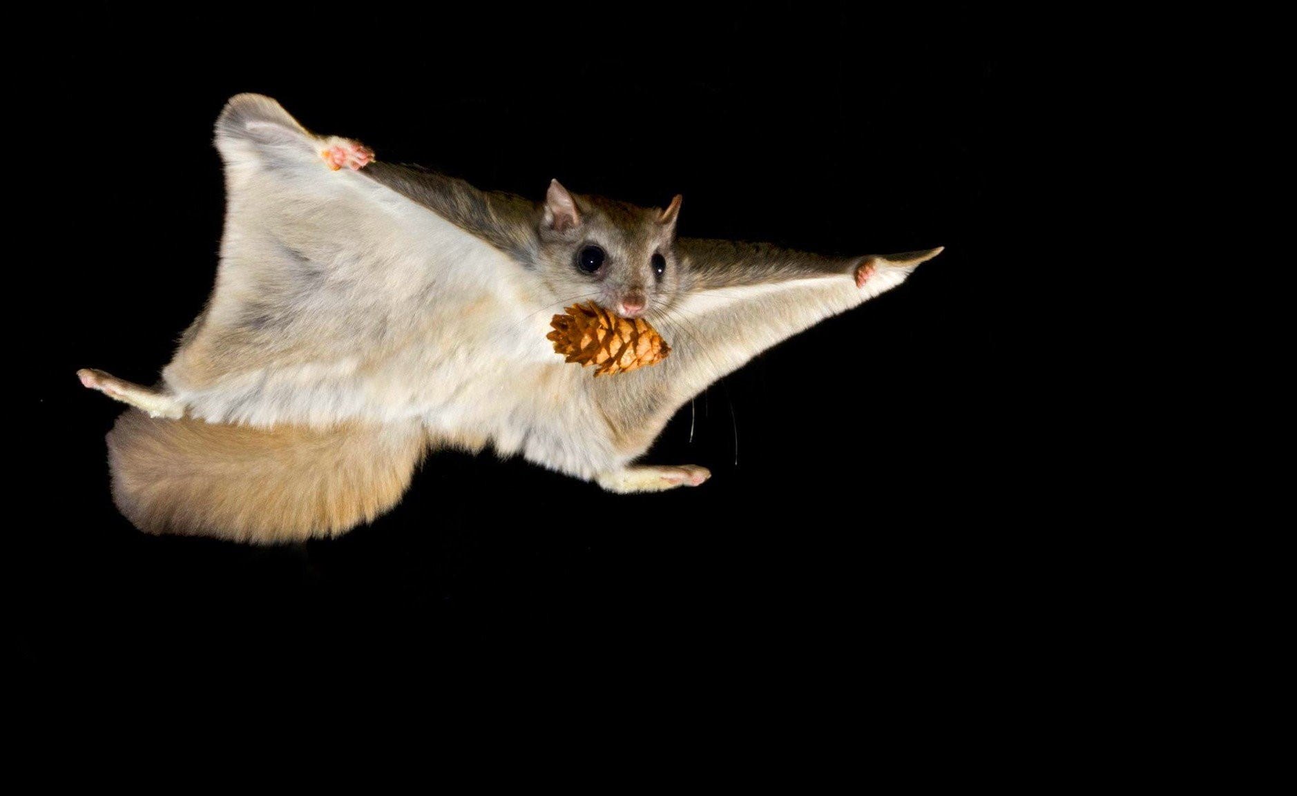 Фото животного белка летяга