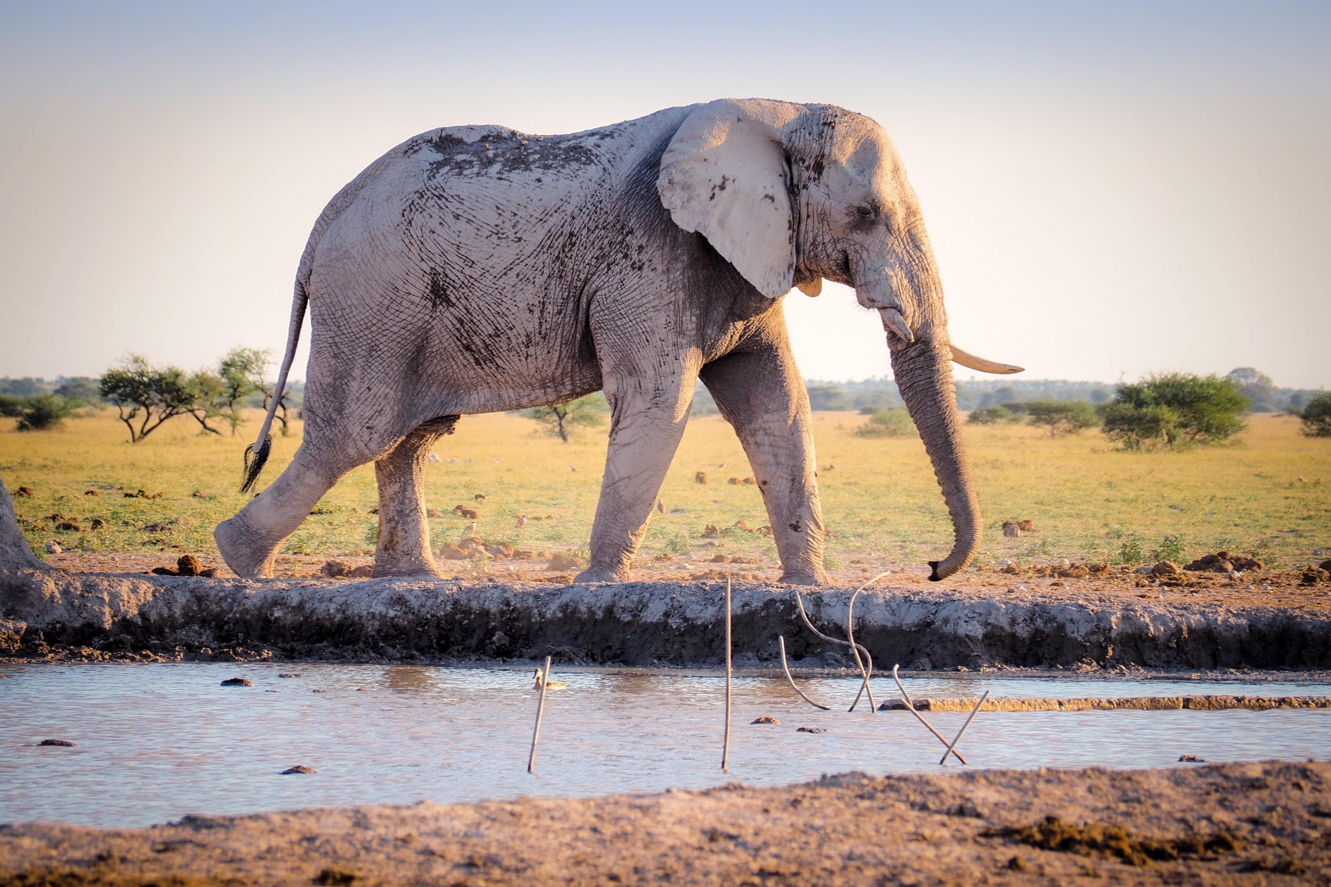 Our elephant. Африканский слон. Саванный слон. Бенгальский слон. Слон в Африке.