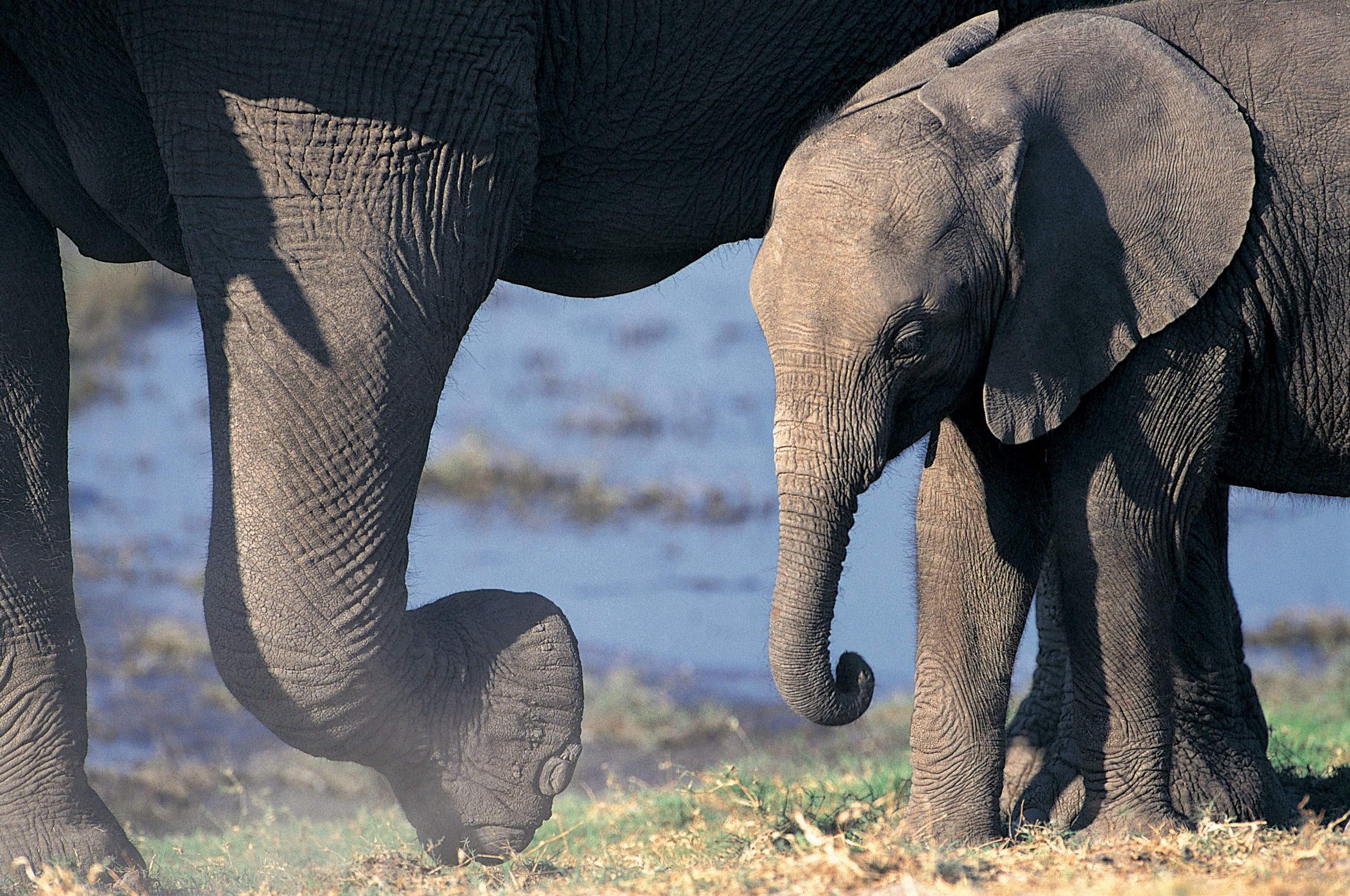Как выглядит слоновая. Слон фото. Слоны картинки. Бенгальский слон. Слон в цвете.