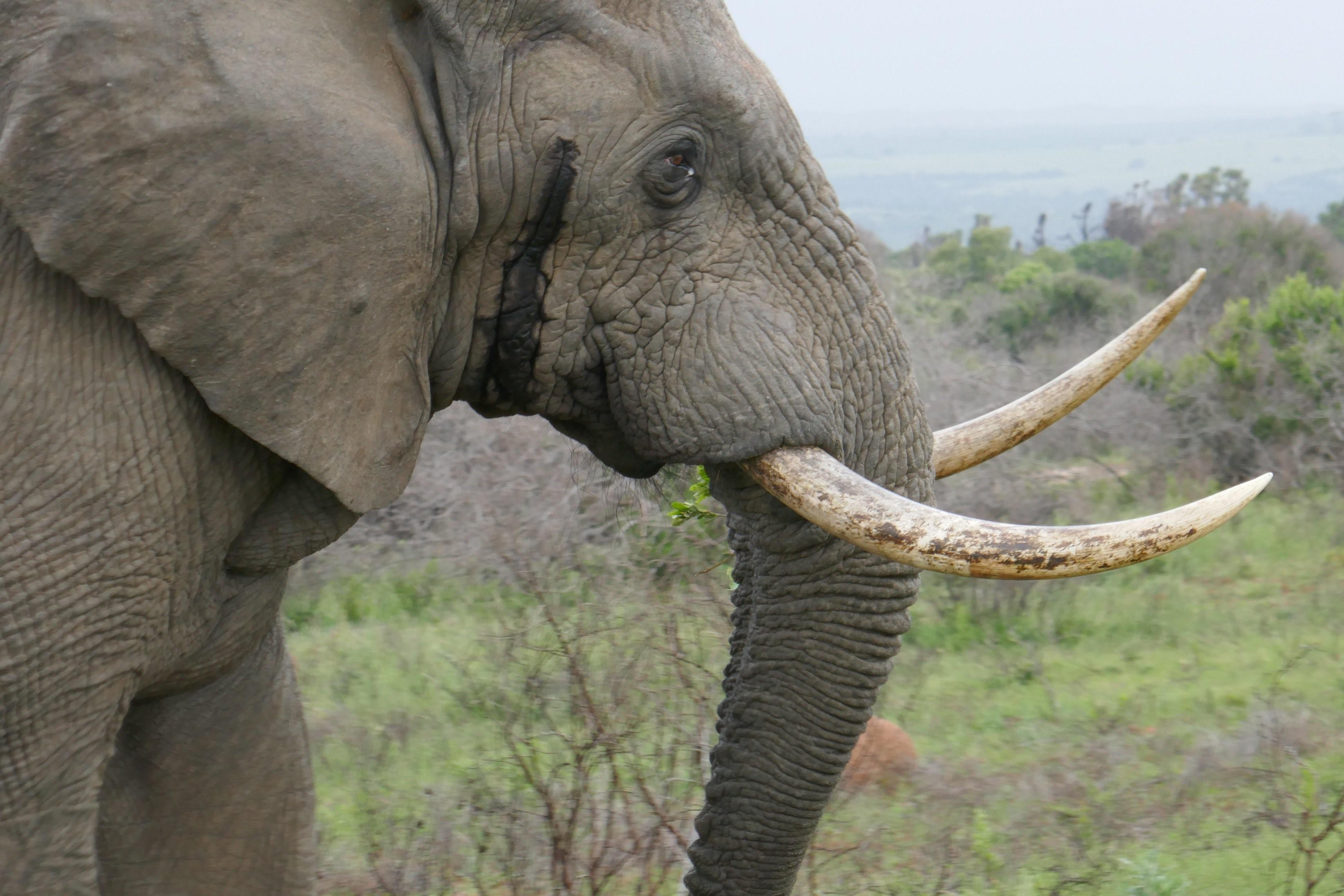 Elephants time. Бивни африканского слона. Хобот и бивни слона. Отряд хоботные что такое хобот. Слоновий Рог Африка.
