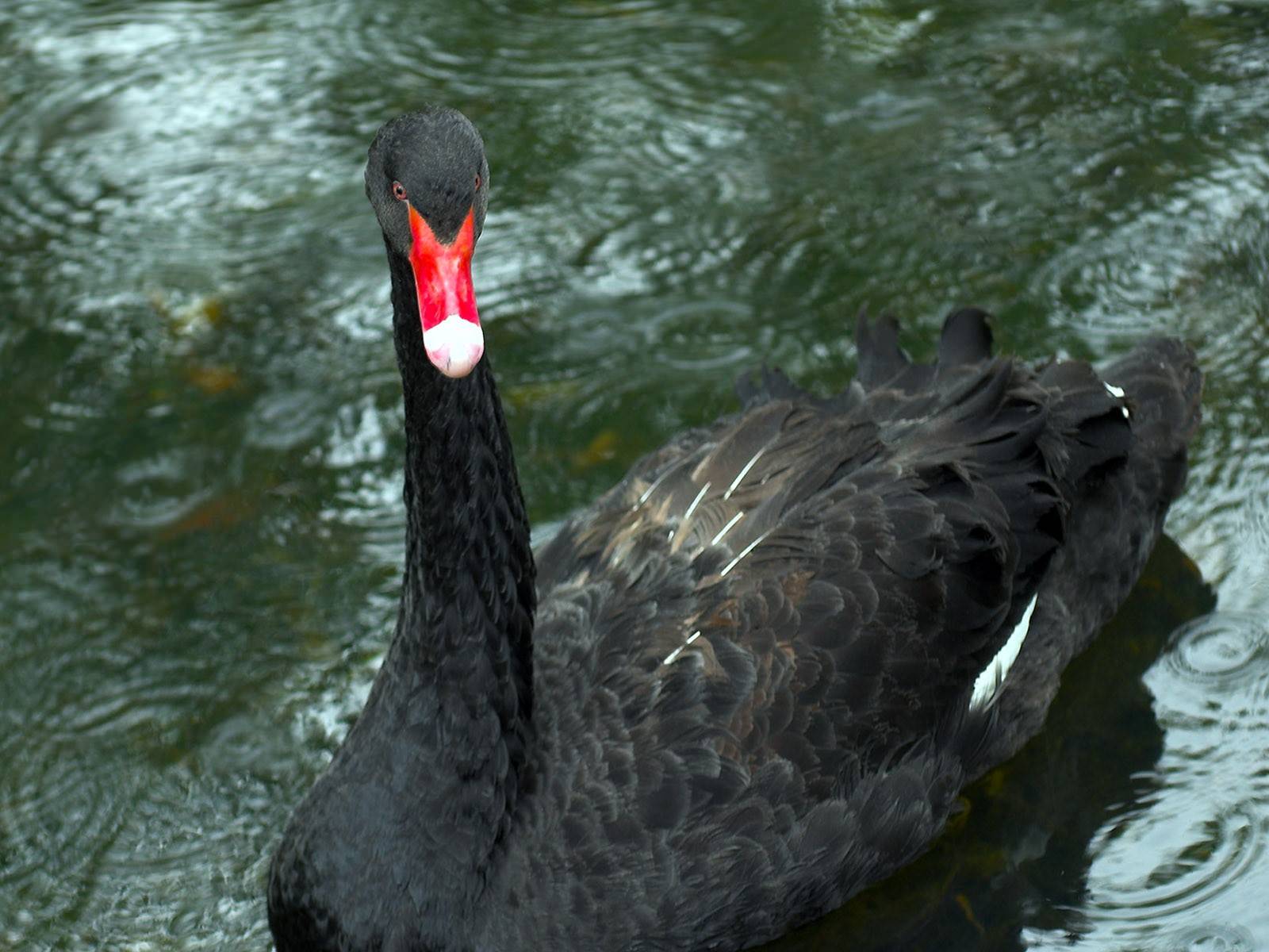 Фото black swan