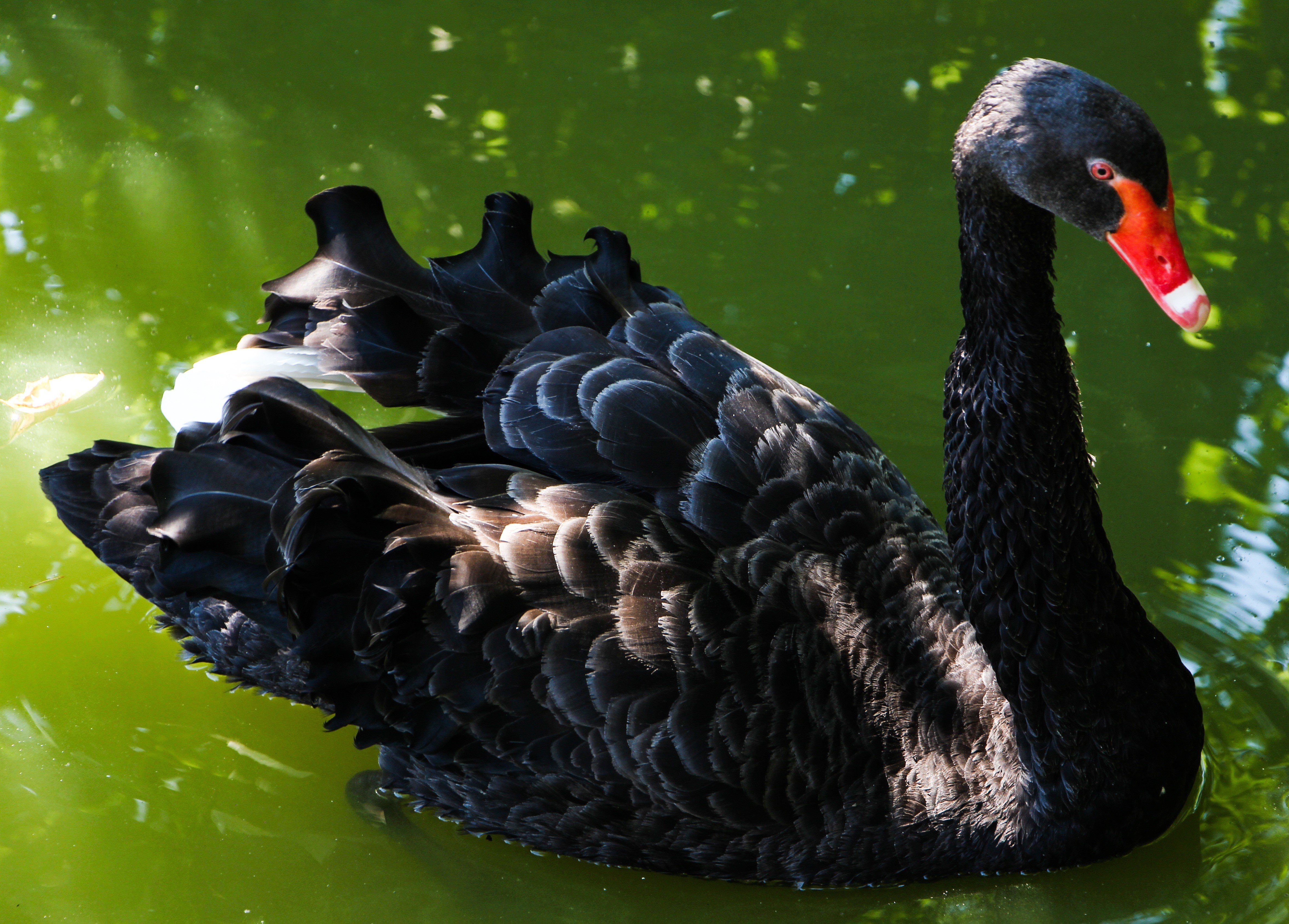 Фото black swan