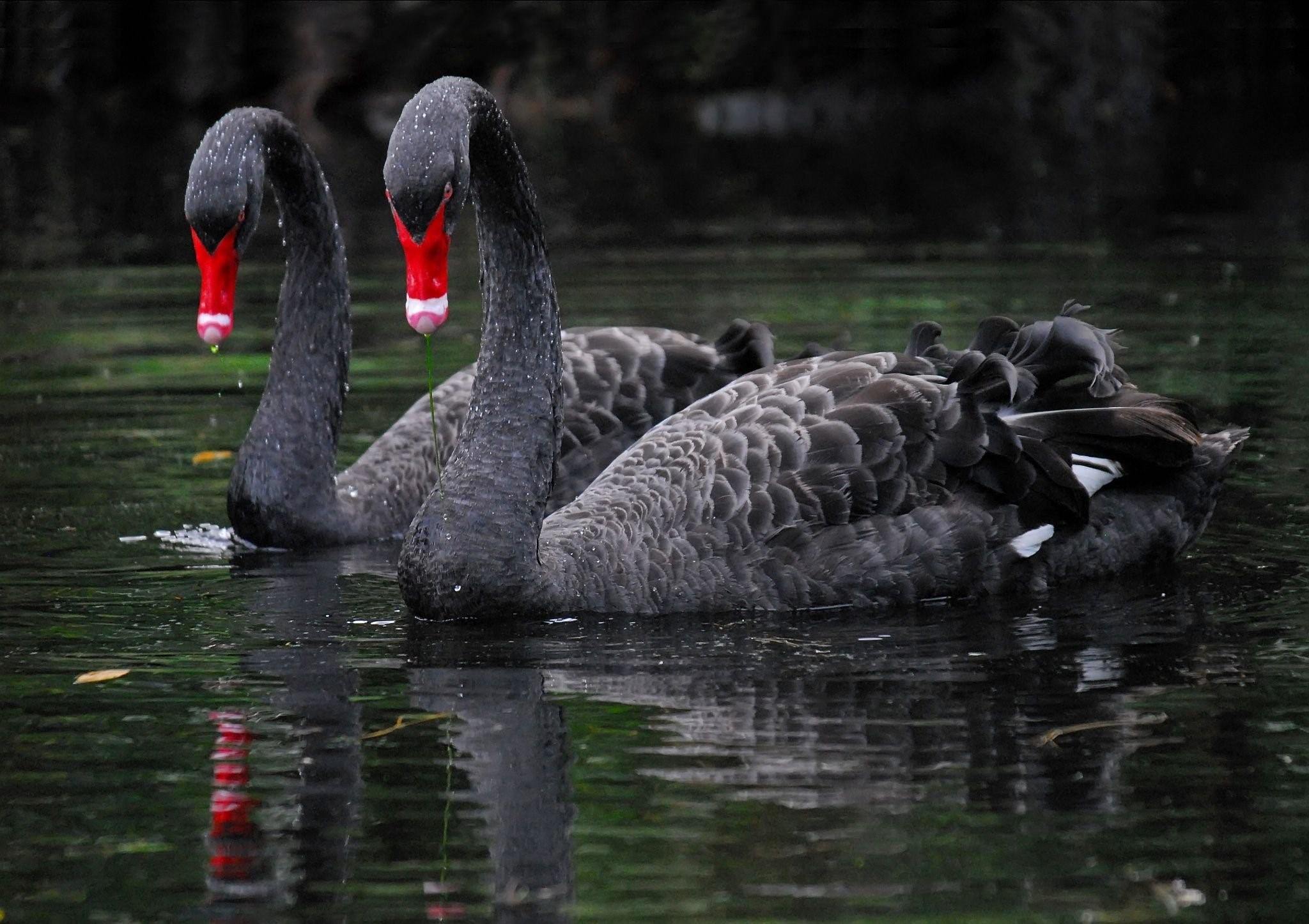 Фото black swan