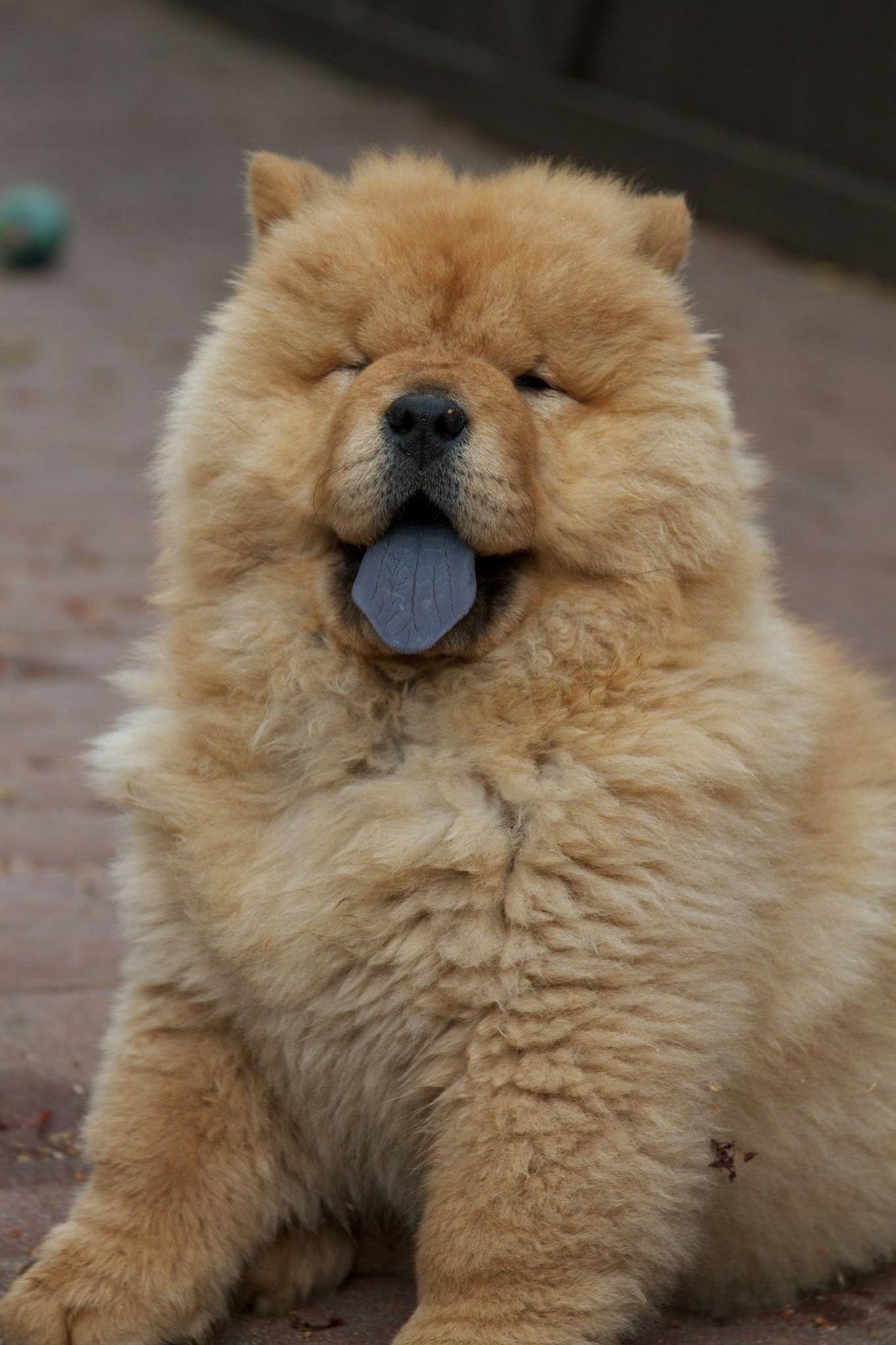 фотография собак с синим языком