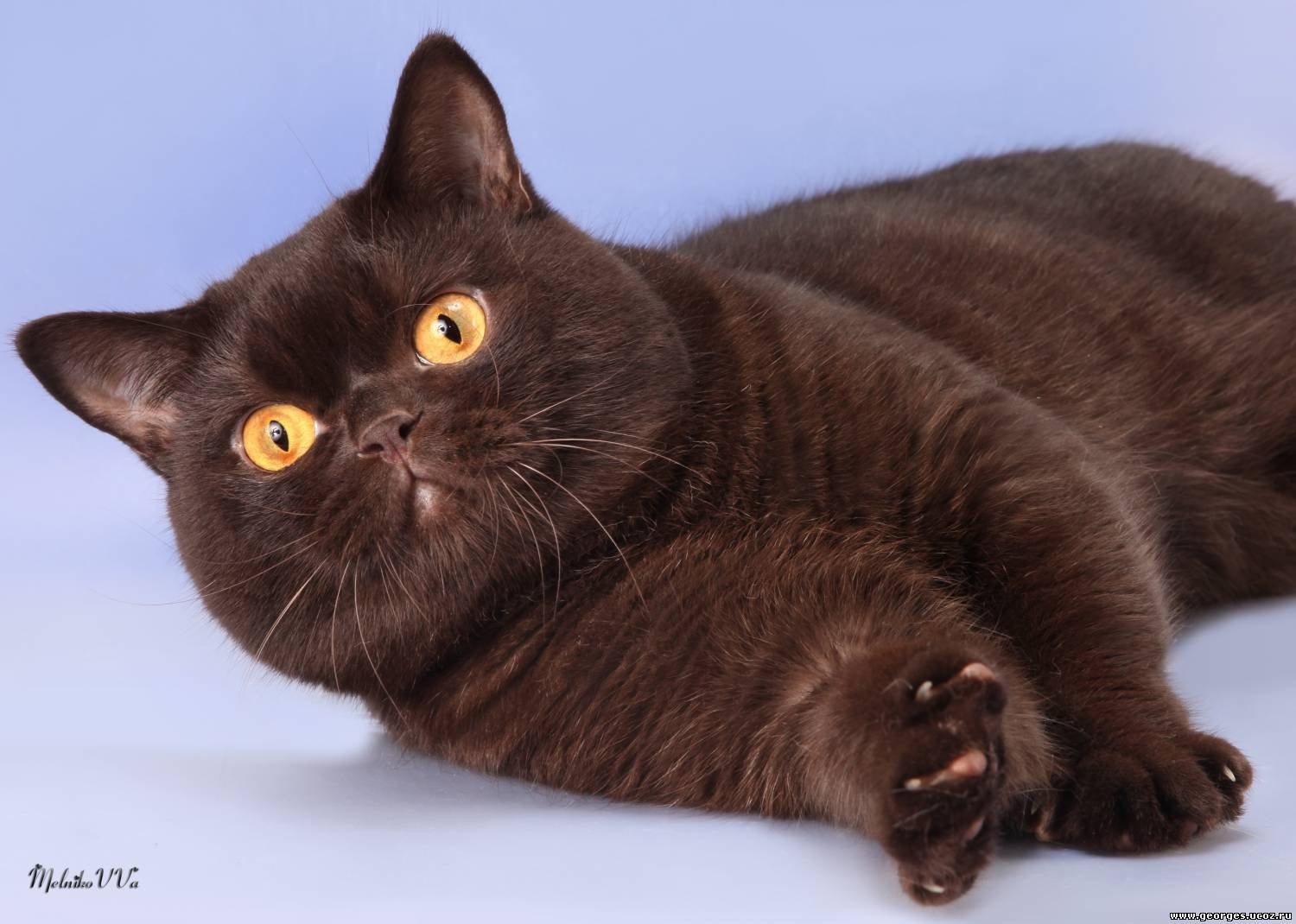 Порода с черно коричневым окрасом. Циннамон экзот. Шоколадный британец экзот. Британская короткошёрстная кошка циннамон. Британская кошка циннамон страйт.