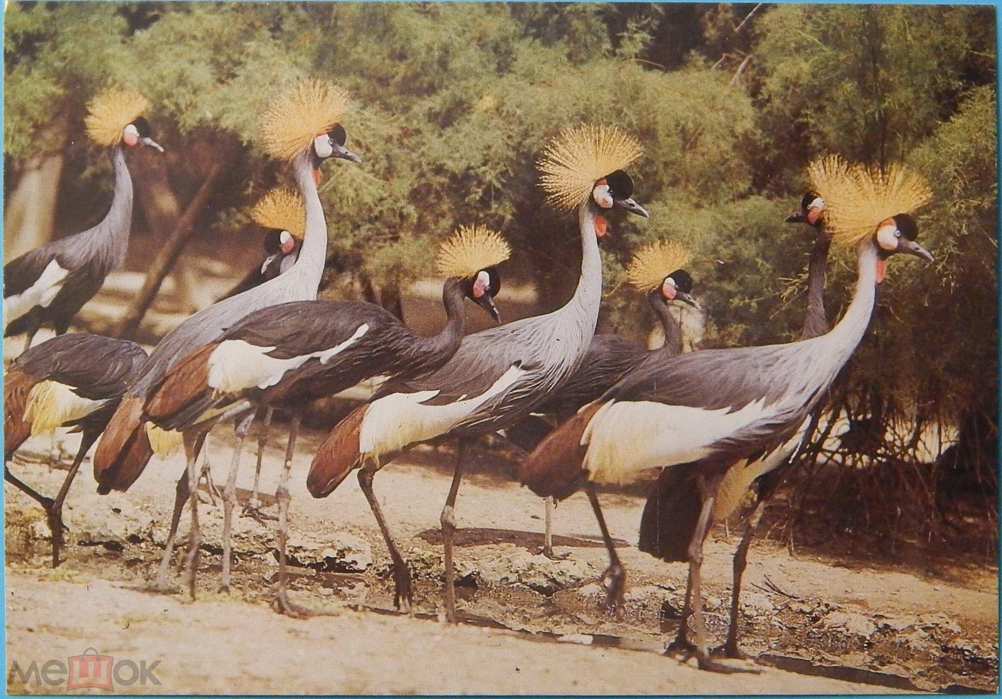 Птицы саванны фото с названиями